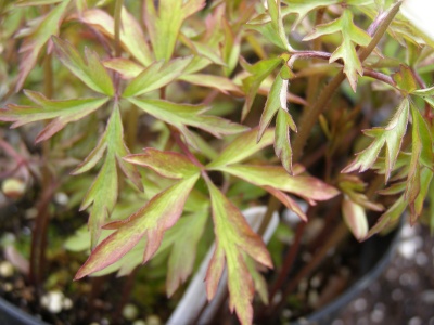 Anemone nemorosa 'Glyncoch Gold'